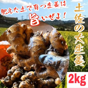 生姜マニアが作る！土佐の大生姜2Kg～15㎏　高知県産