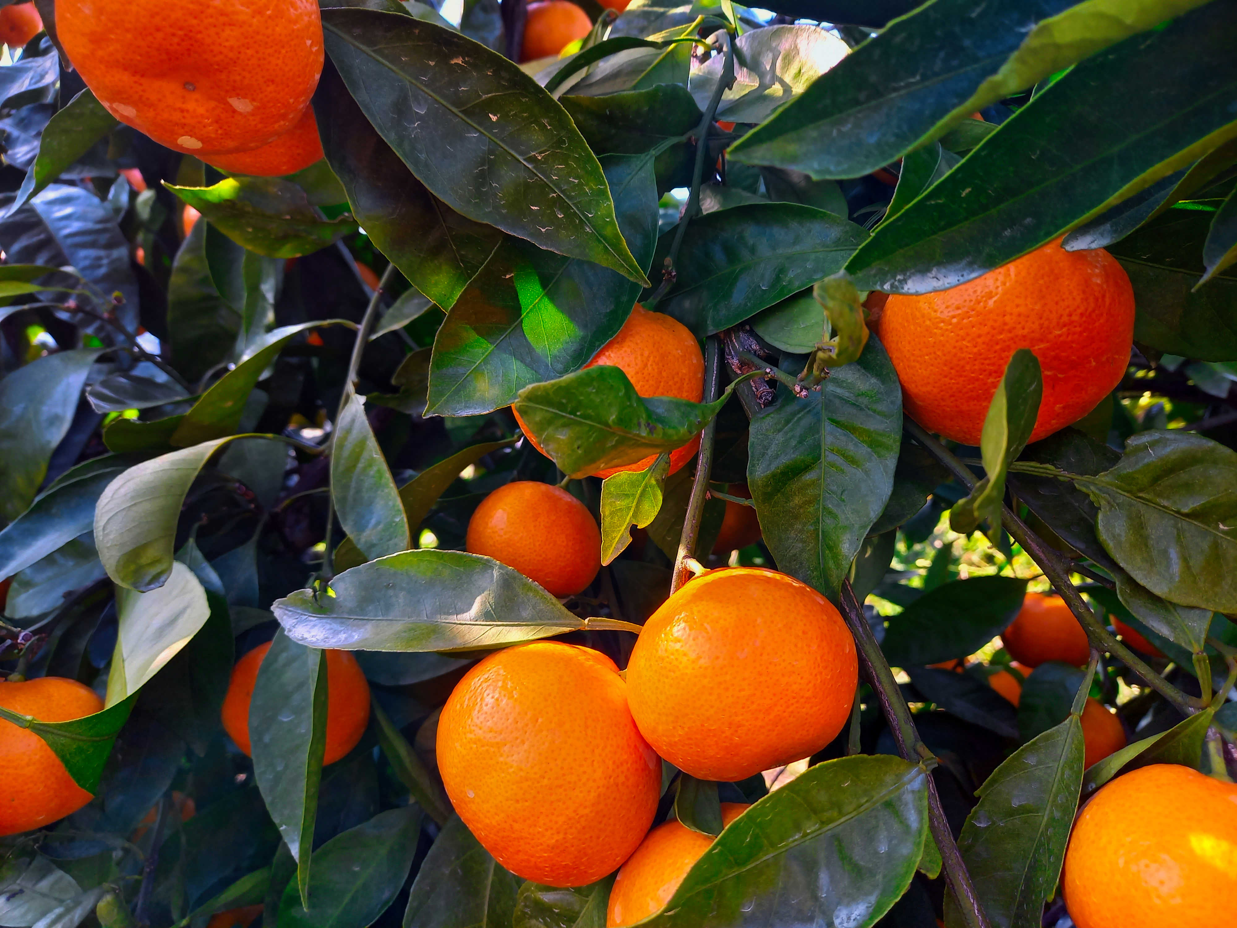 薄皮濃い濃いゲリラセールミカン 蔵出しみかん レモンが当たる抽選