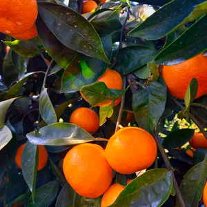 薄皮濃い濃いゲリラセールミカン　 酸味の少ない食べやすい味 レモンが当たる抽選