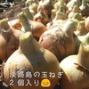 淡路島産の玉ねぎとじゃがいも！AwajicHorrorGarden