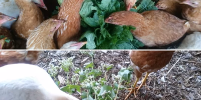 鶏に味覚はあるか？