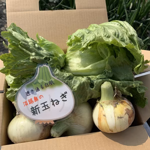 淡路島新玉ねぎ1kとレタス2個のお試しｾｯﾄ！