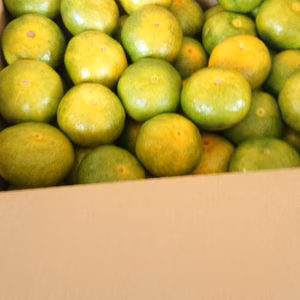 おおいた早生みかん