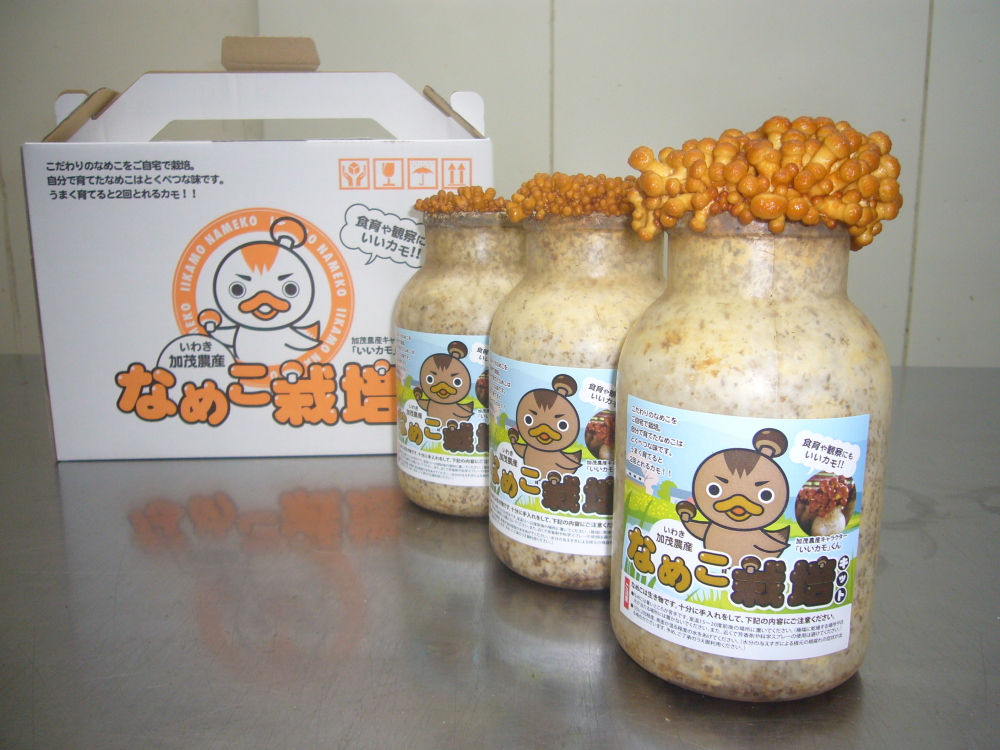 加茂農産のなめこ栽培キット 農家漁師から産地直送の通販 ポケットマルシェ