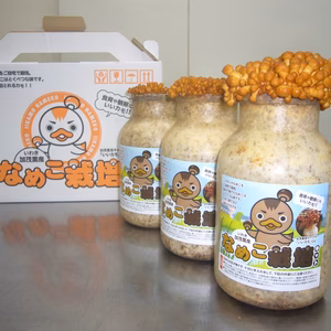なめこ栽培キット