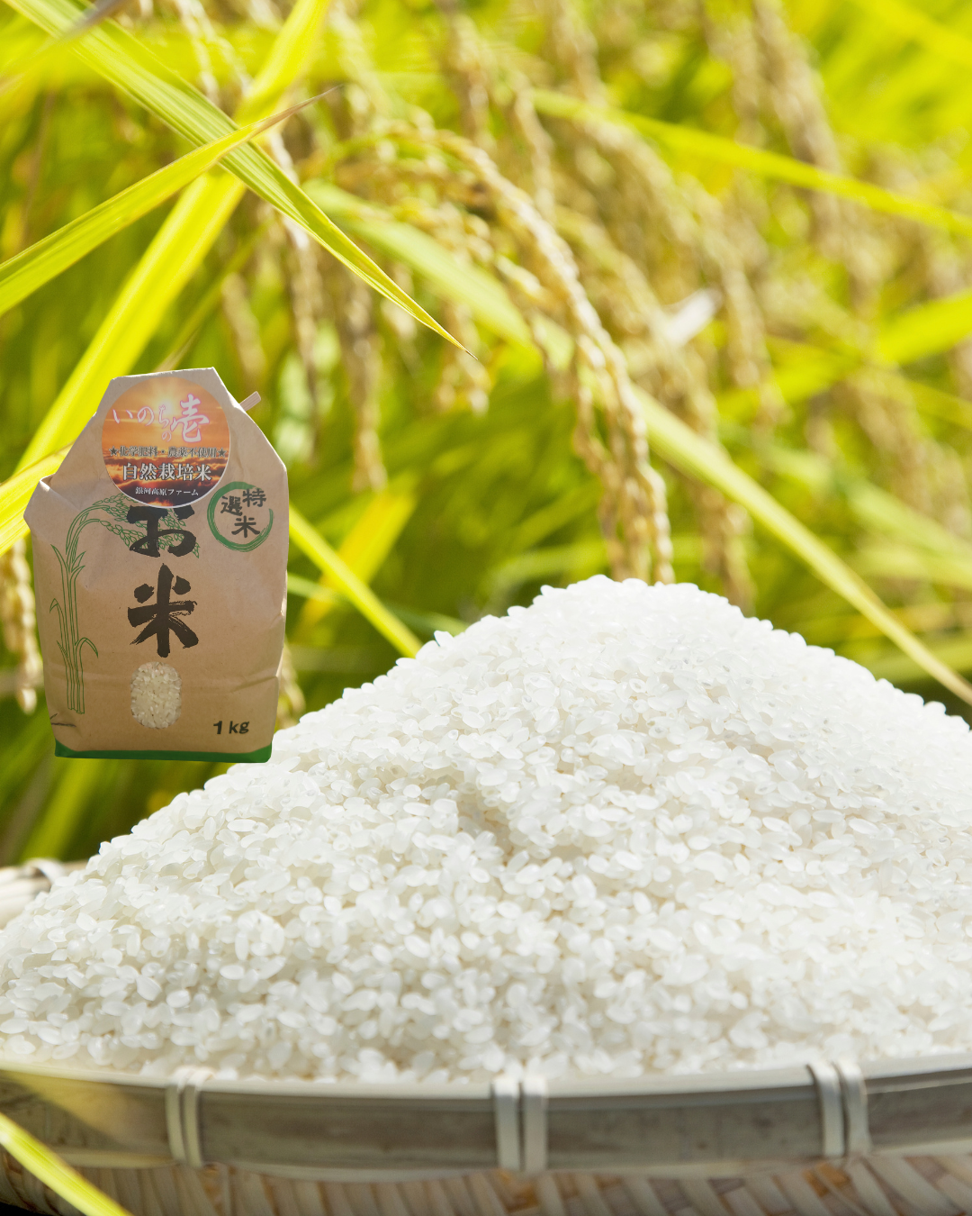 イセヒカリの産直通販・お取り寄せ商品｜ポケットマルシェ｜産地直送で