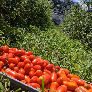 太陽のトマト　サンマルツァーノとロッソナポリタン