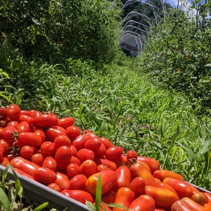 太陽のトマト　サンマルツァーノとロッソナポリタン