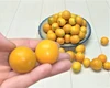 爽やかな香り！完熟酢橙と金柑のセット