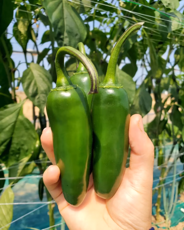 ハラペーニョ　１kg～　北海道産　甘辛