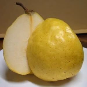 小玉！幻の西洋梨〖 ル・レクチェ 〗ルレクチェ5キロ箱
