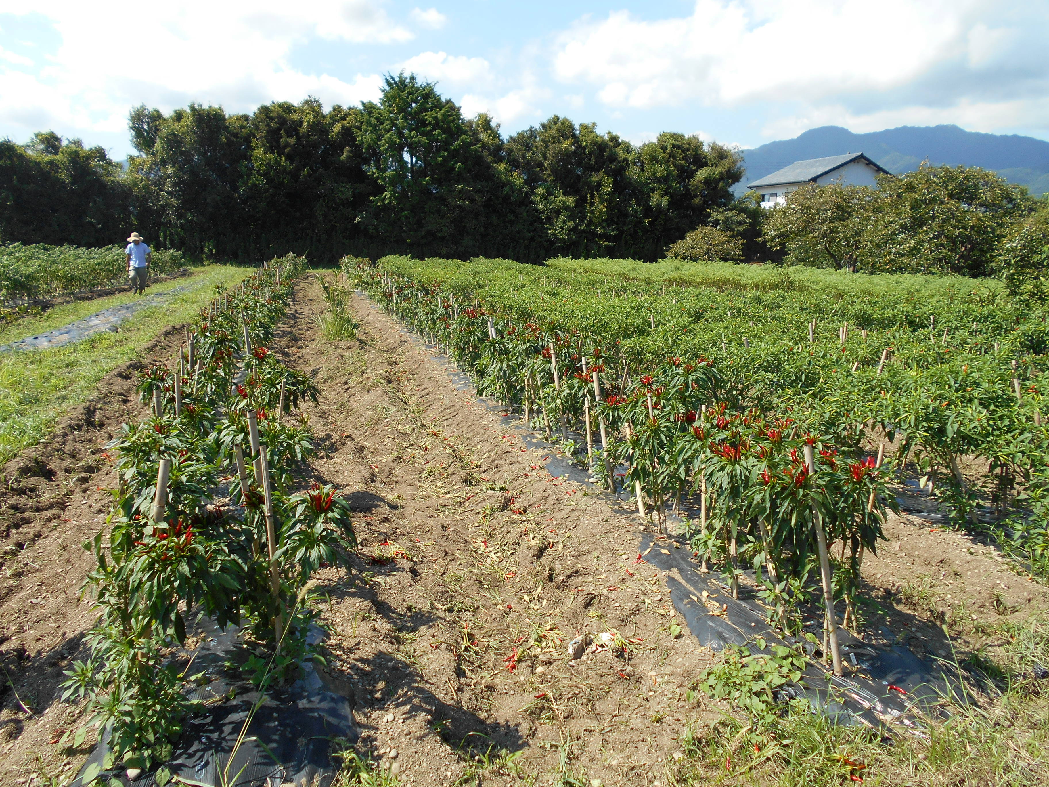 売り切れ必至❗唐辛子農家の一味唐辛子 - 野菜