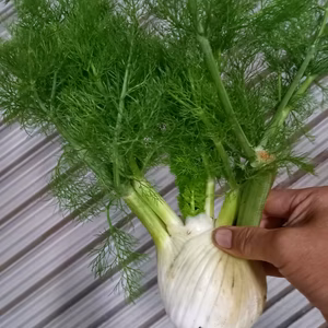 フェンネル（イタリア野菜）単品詰め合わせ