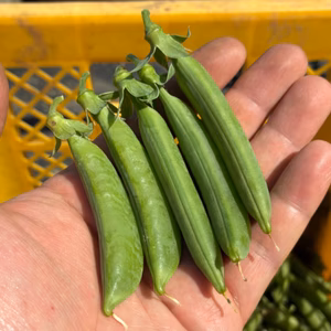 甘味の強い固定種野菜！『スナップエンドウ』 (400g)