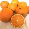 生搾りジュースに！ご家庭向きの清峰オレンジ【農薬不使用】