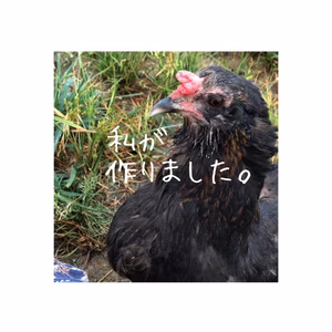 【みかんです】ピヨが作った温州みかん【限定商品】