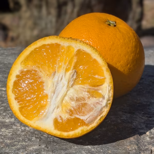 ★幻の柑橘★一度食べたらハマる味！スイートスプリング 1kg