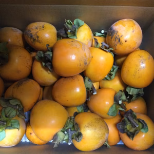 干し柿作ってみませんか