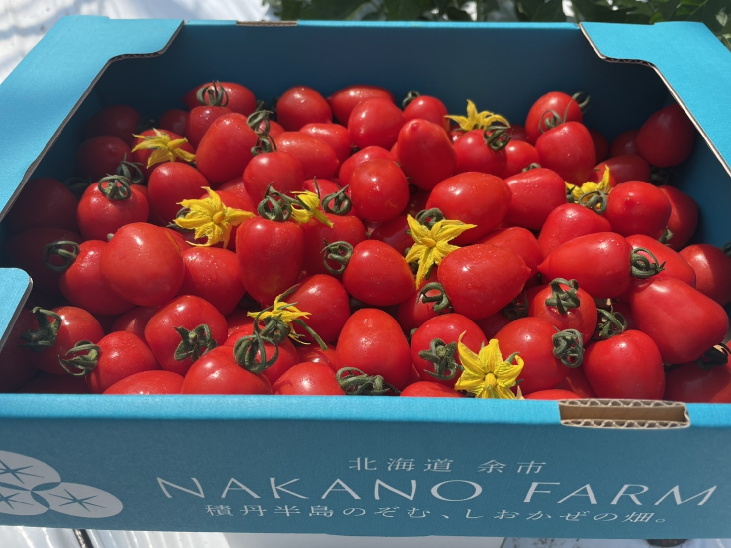 濃厚トマトベリー 30 Off ミニトマト 農家漁師から産地直送の通販 ポケットマルシェ