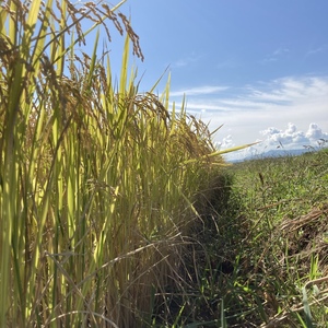 好評頂いております‼️【青森県産特上米】出品致します‼️