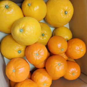 季節の柑橘『食べ比べ』3.3kg（箱込）