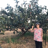 辻喜代子 | kiyofarm