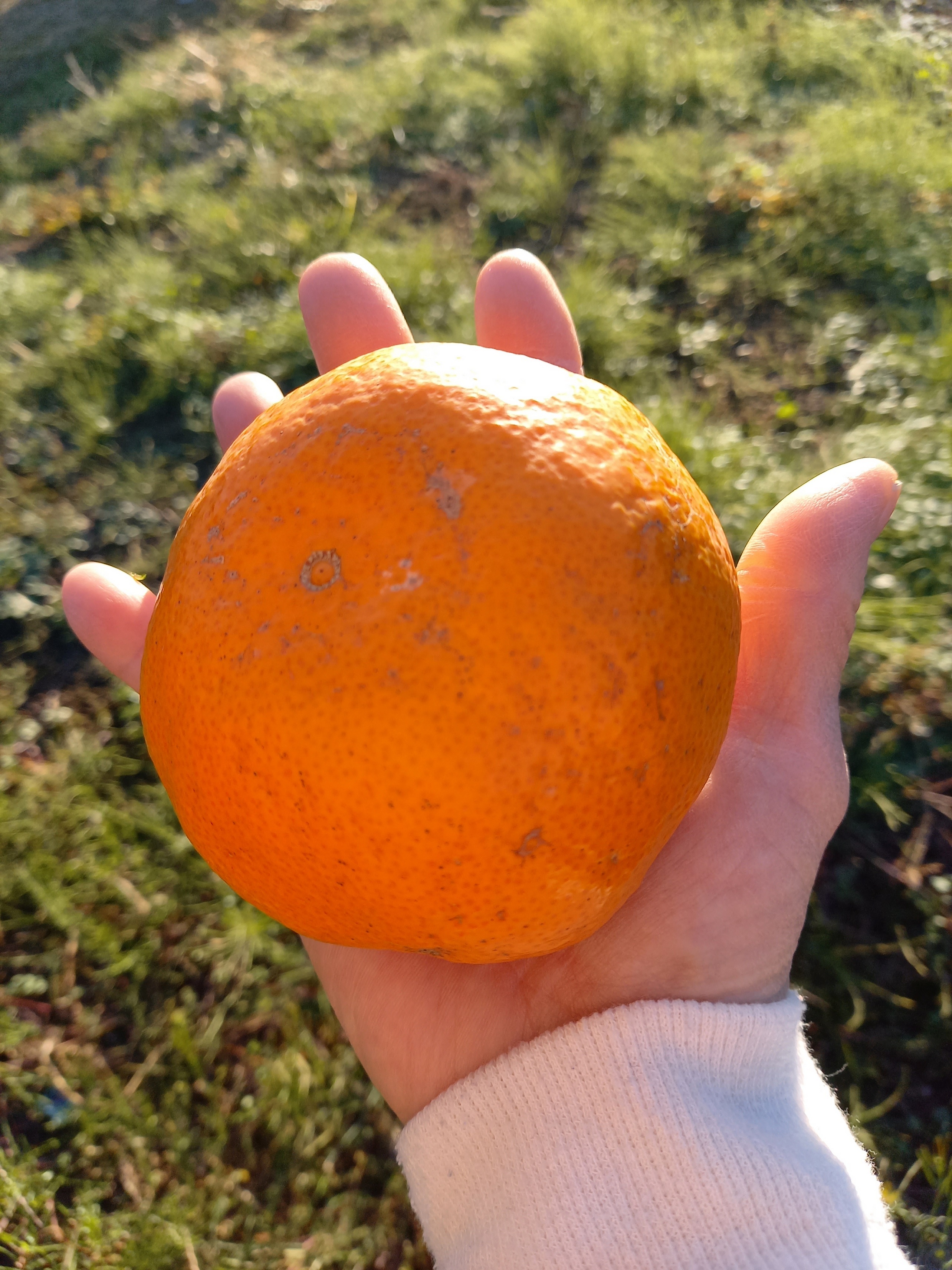 大福ミカン・ゴロゴロ(大きなミカンです。) 5キロ箱です。(大きなサイズのミカンが入っています)