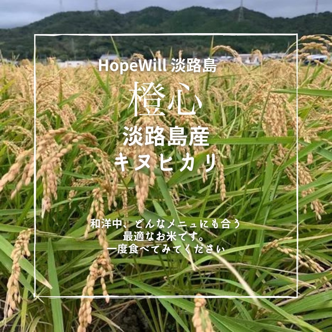 令和6年度産新米❗️橙心 ❣️淡路島からの新米キヌヒカリ〜玄米 キヌヒカリ玄米2kg