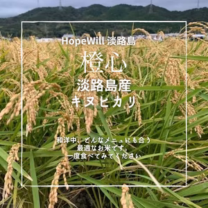 令和7年度産新米❗️橙心　❣️淡路島からの新米キヌヒカリ〜玄米