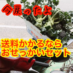 4日おせっかい箱もう！冷蔵のみ！不知火ブロッコリ商品は説明読んで！冷蔵