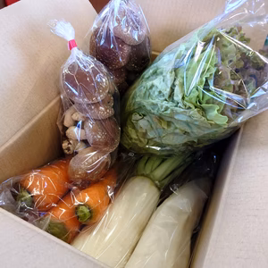 野菜セット（少量）
