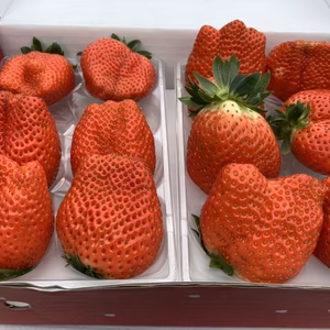 ❗️「SOSヘンテコ凸凹光姫ちゃん」❗️1箱予想外入り(大きさ気分次第)