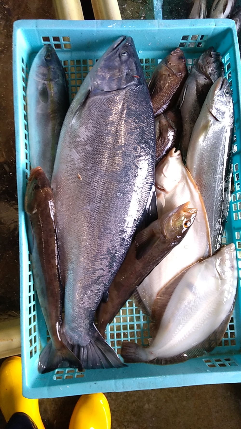 限定注意 幻の魚4kg以上 匠の活〆 サクラマス 農家漁師から産地直送の通販 ポケットマルシェ