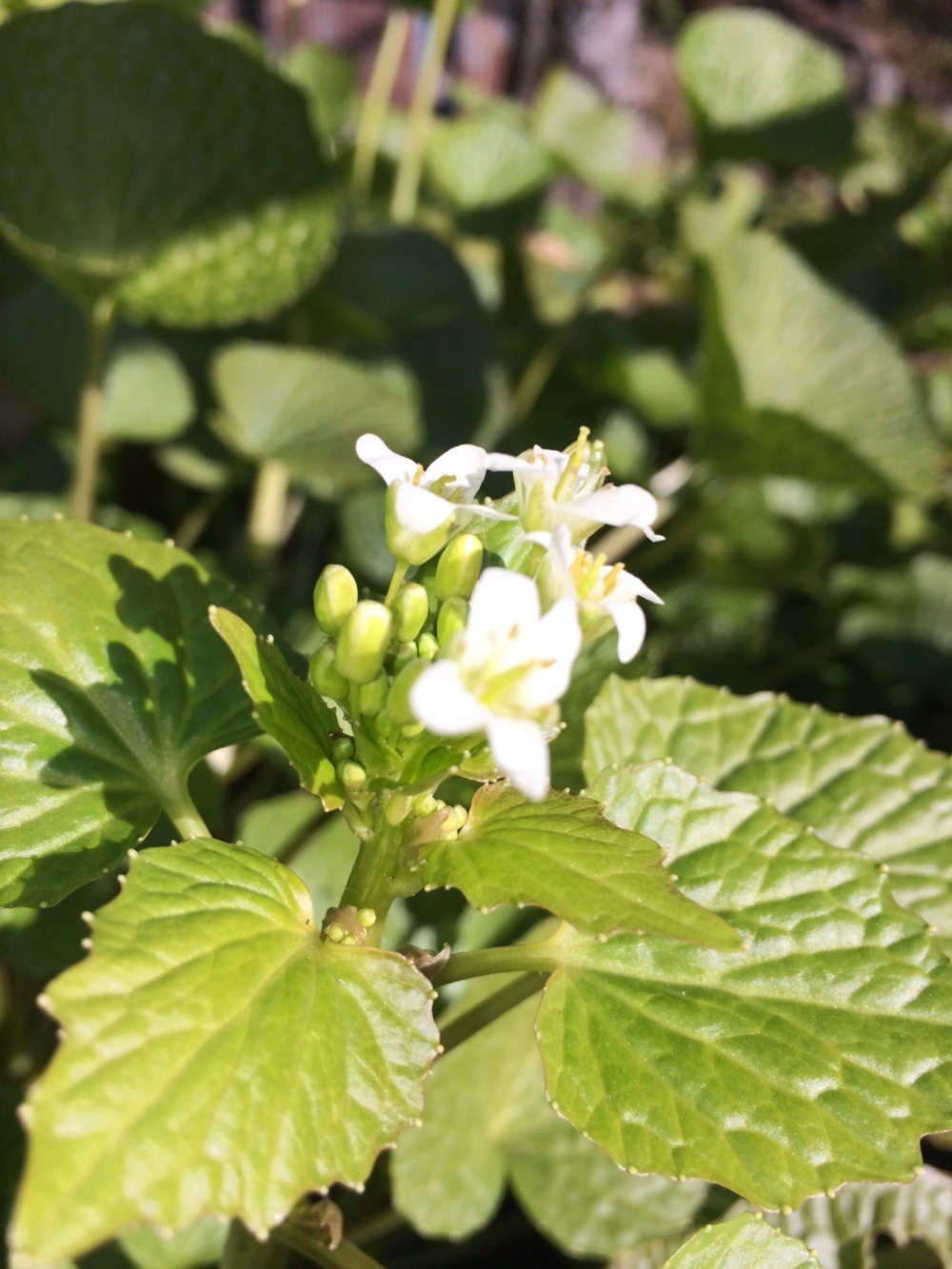 花わさび わさびの花茎 農家漁師から産地直送の通販 ポケットマルシェ