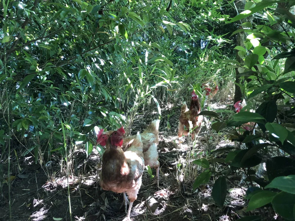 【環境省公認】走る鶏の放牧卵　お多福たまご【２パック／２０個入】