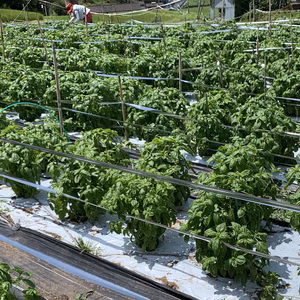 バジル農家の本格採れたて生バジル　１kg期間限定送料無料！