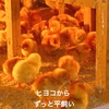 【チルド便・数量限定】若鶏が産む初卵八ヶ岳・平飼い・有精卵 　出産祝い・長寿祈願