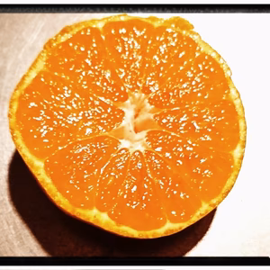 Ｓサイズ 和歌山生まれの早生みかん【田口早生】   