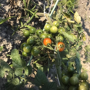 農薬・除草剤不使用の夏カレー用野菜セット(2～3人用、6品目)