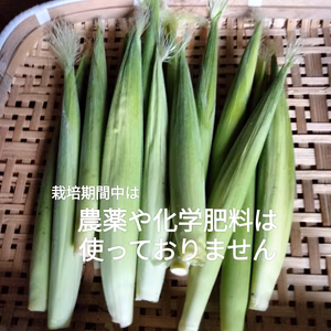 ヤングコーン25本　旬の野菜のおまけ付き！
