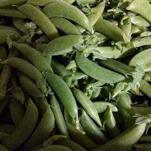 今が食べ頃！スナップエンドウを箱に詰めれるだけお詰めします