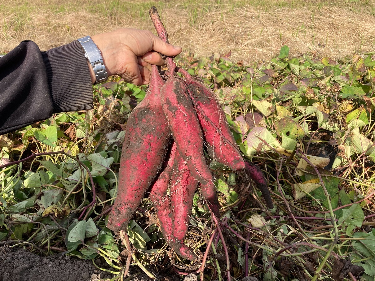 自然栽培】 さつまいも（紅あずま）５又は１０kg 【規格外：大サイズ