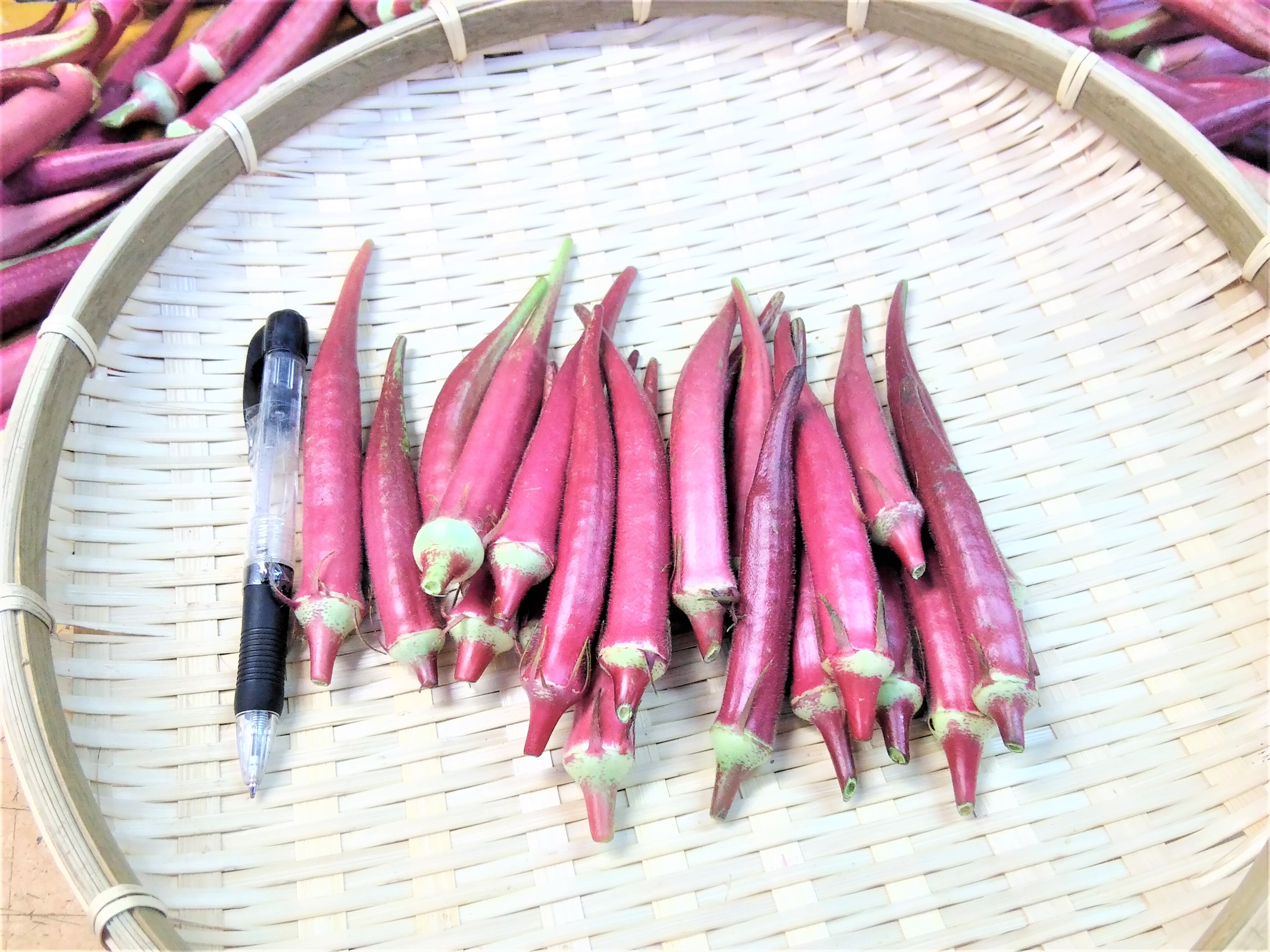 無農薬自家栽培こだわり野菜詰め合わせ お任せ 野菜セット 春