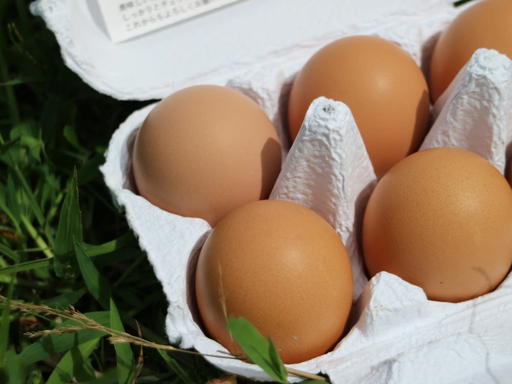 【北海道】平飼い卵「ななエッグ」6個入り 8パックセット(合計48個)