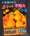 デコっと不知火『訳あり』小玉　4.5 kg（箱込）送料無料