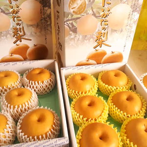 A-3【贈答用】 甘汁た～っぷり、豊水梨３キロ箱(６～９個入り)