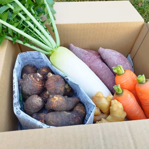 お正月お野菜セット【農薬不使用】２６日or２７日発送