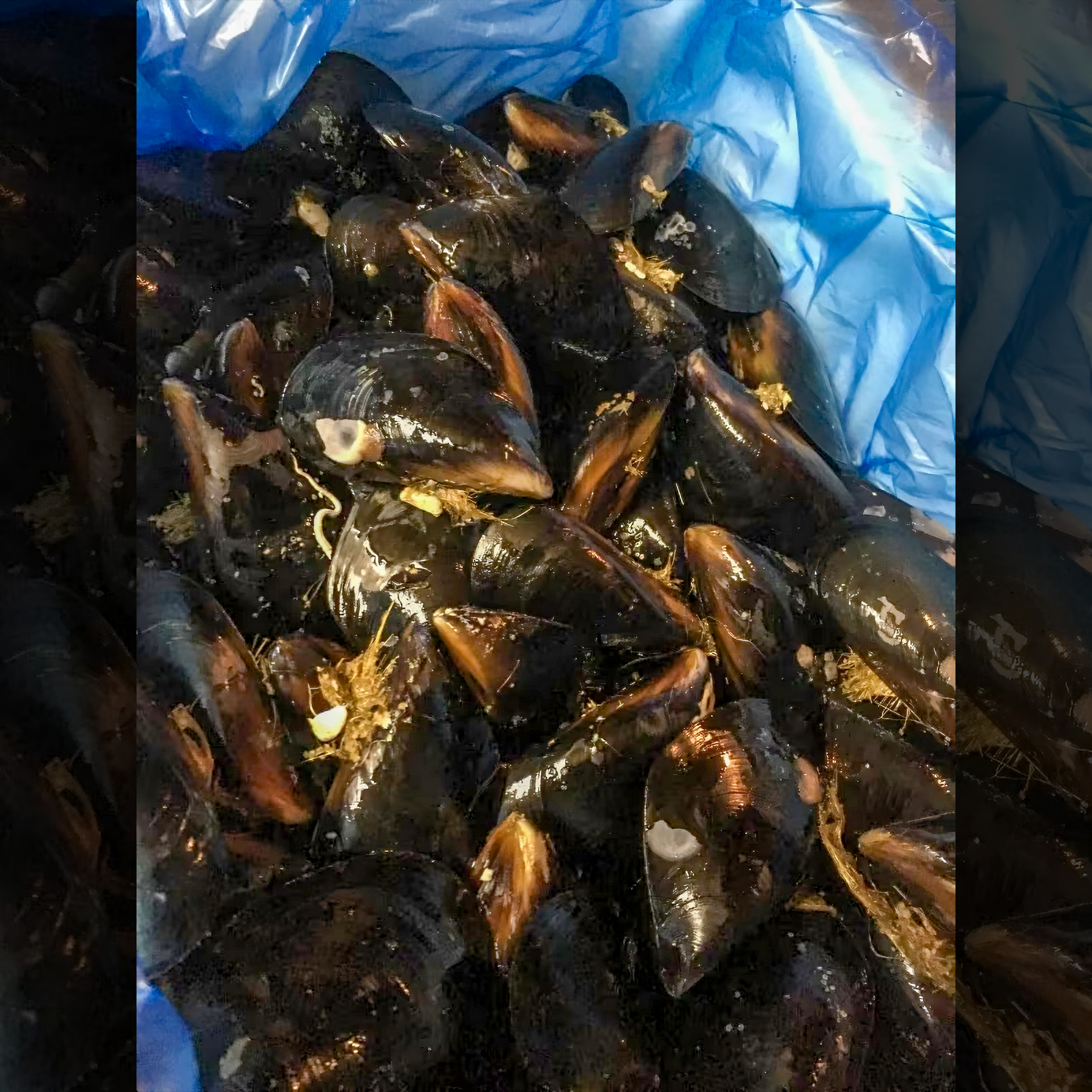 ムール貝|岩手県越喜来湾崎浜産 1kg|2〜3人前