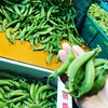じゃんじゃん取れまくって困ってます(>_<)スナップえんどう2キロ
