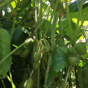 予約 黒枝豆「10月発送」 中旬 （訳アリ）